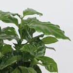 „Coffea Arabica und Katzen: Ist Kaffee giftig für unsere pelzigen Freunde? Ein Vergleich der besten Kaffeeprodukte im Hinblick auf Sicherheit und Gesundheit“