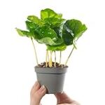 Die besten Coffea Arabica Kaffees im Vergleich: Eine umfassende Analyse der Spitzenprodukte