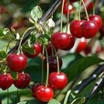 „Schattenmorellen vs. Sauerkirschen: Die besten Kaffeeprodukte für den perfekten Kirschgeschmack“